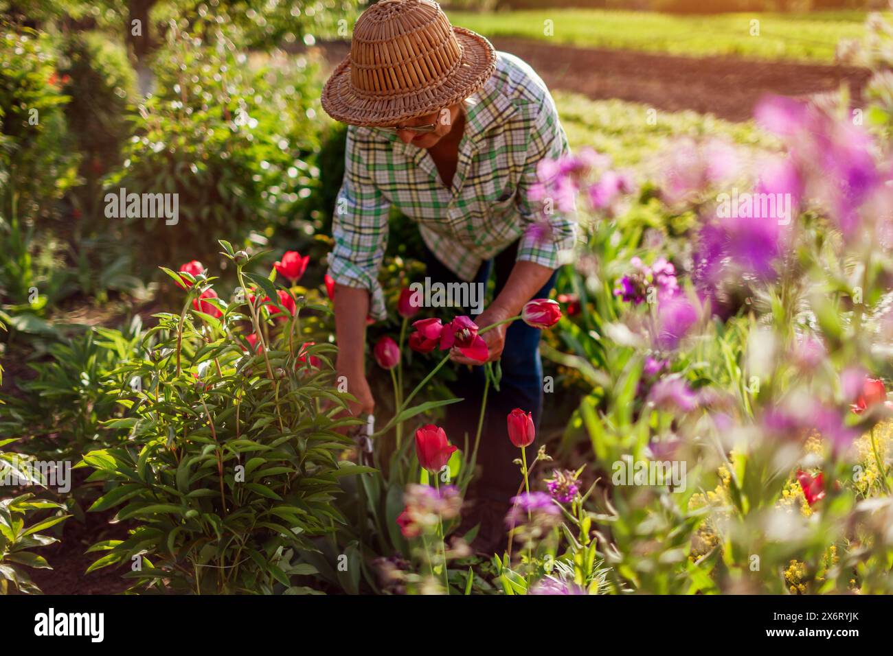 Middle-aged gardener picking tulips flowers in spring garden. Senior woman cut stem with pruner at sunset. Gardening Stock Photo