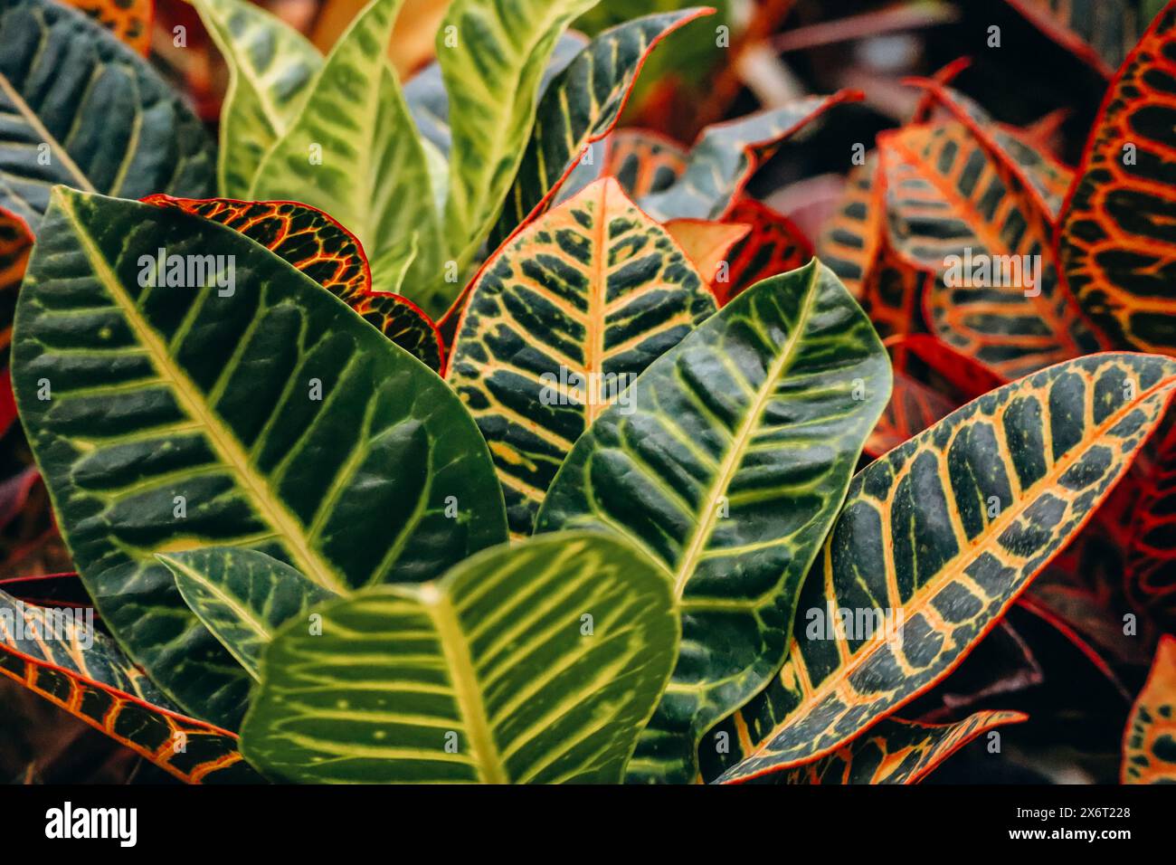 Croton, an extensive plant genus in the spurge family, Euphorbiaceae Stock Photo