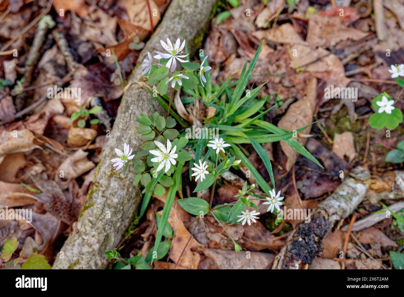 Looking down at a rue-anemone plant with tiny white flowers growing ...