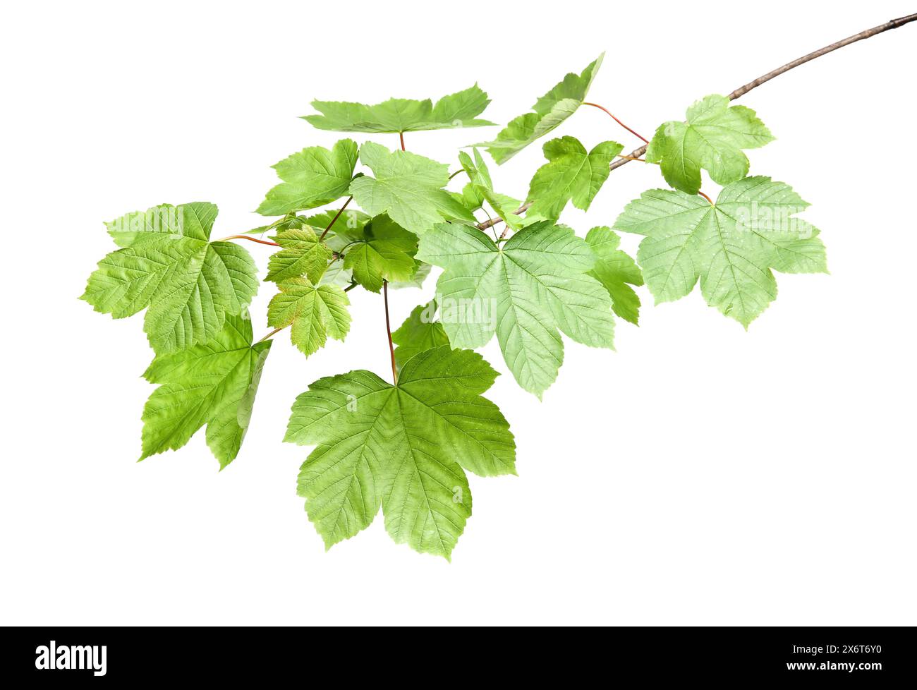 Branch of maple tree with young fresh green leaves isolated on white ...