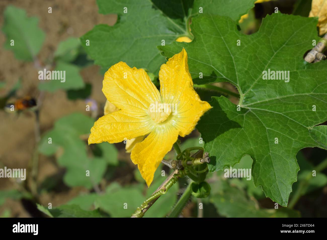 Pumpkin vine leaves hi-res stock photography and images - Alamy