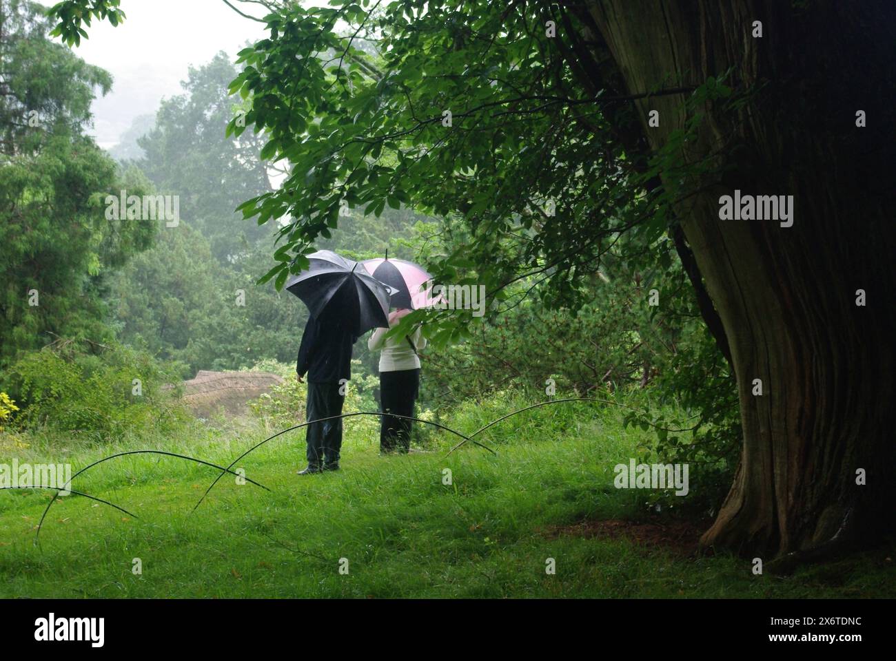 A couple with umbrellas walking in the rain on the Killerton Estate, Exeter, Devon, England Stock Photo
