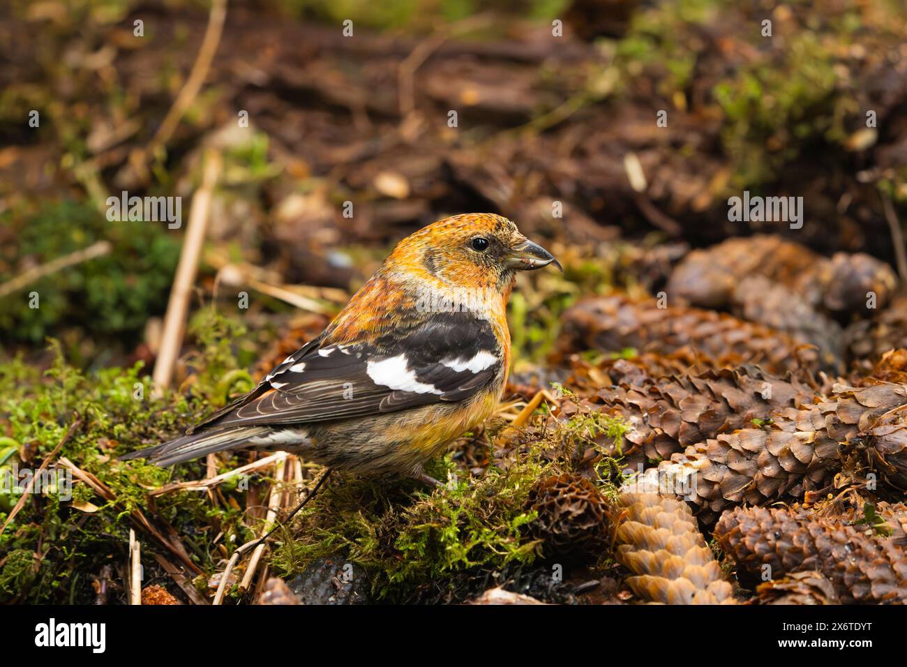 White-winged Crossbill foraging on spruce cones in Southcentral Alaska. Stock Photo