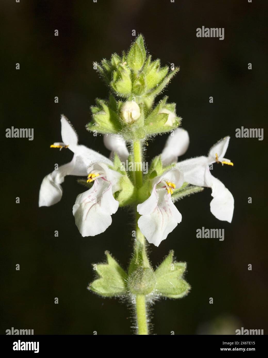 Winter Savory (Satureja montana) flower head in Mediterranean viewed with a dark background Stock Photo