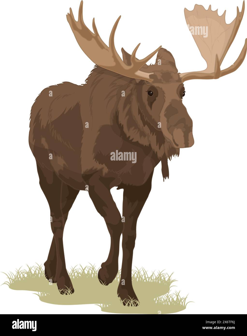 Bull Moose Stock Vector