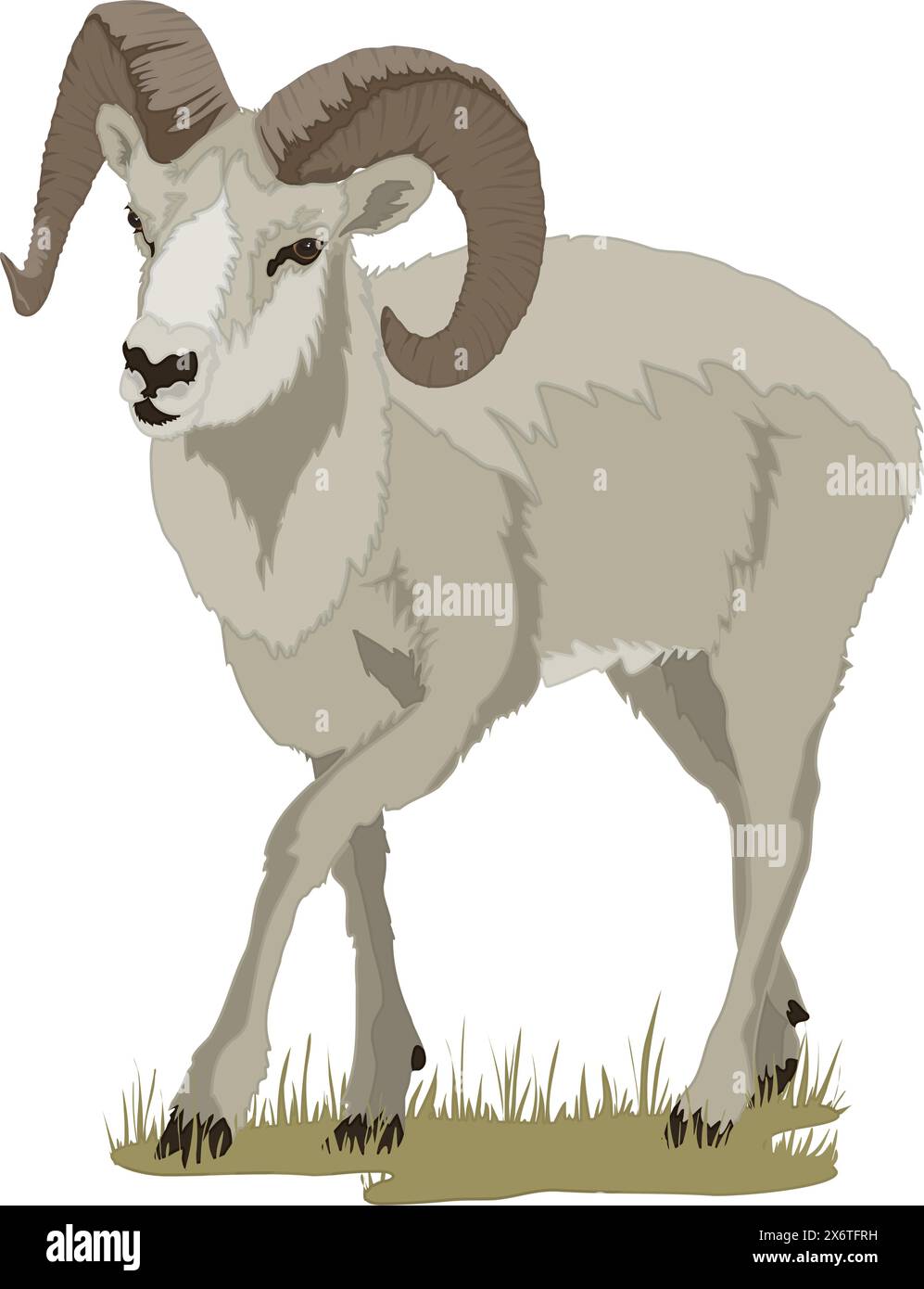 Big Horn Sheep Stock Vector