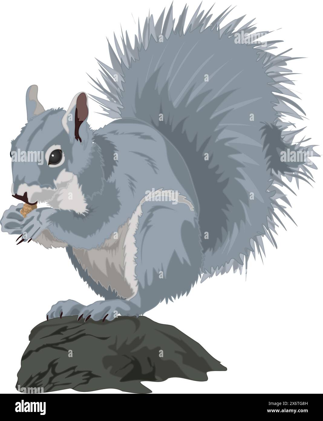 Grey Squirrel Stock Vector