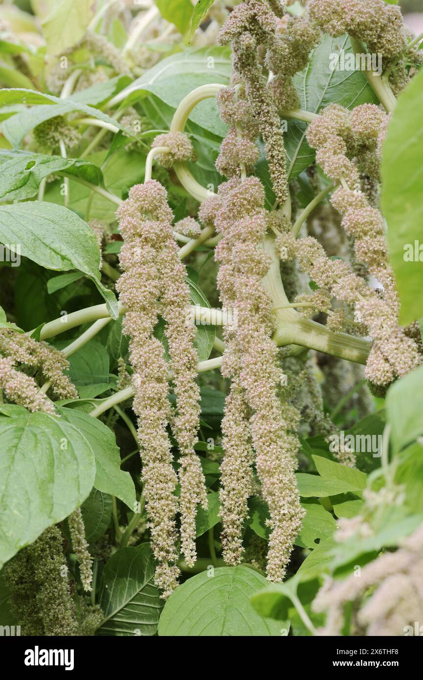 Amaranthus caudatus var viridis hi-res stock photography and images - Alamy