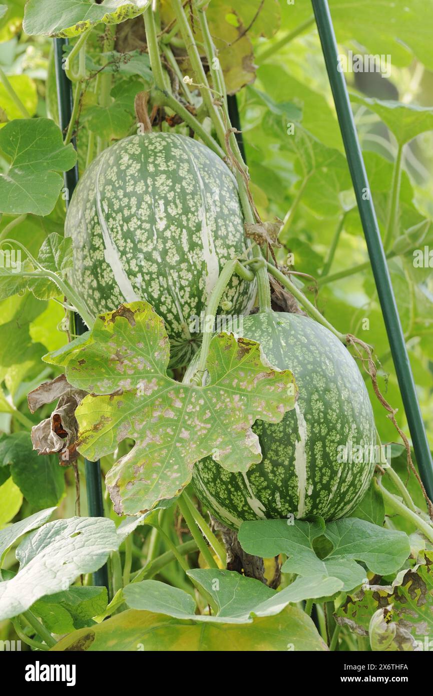 Graines De Courgettes De Gênes En Sachet Hermétique - Qualité Supérieure, Germination 95%, Made In Italy