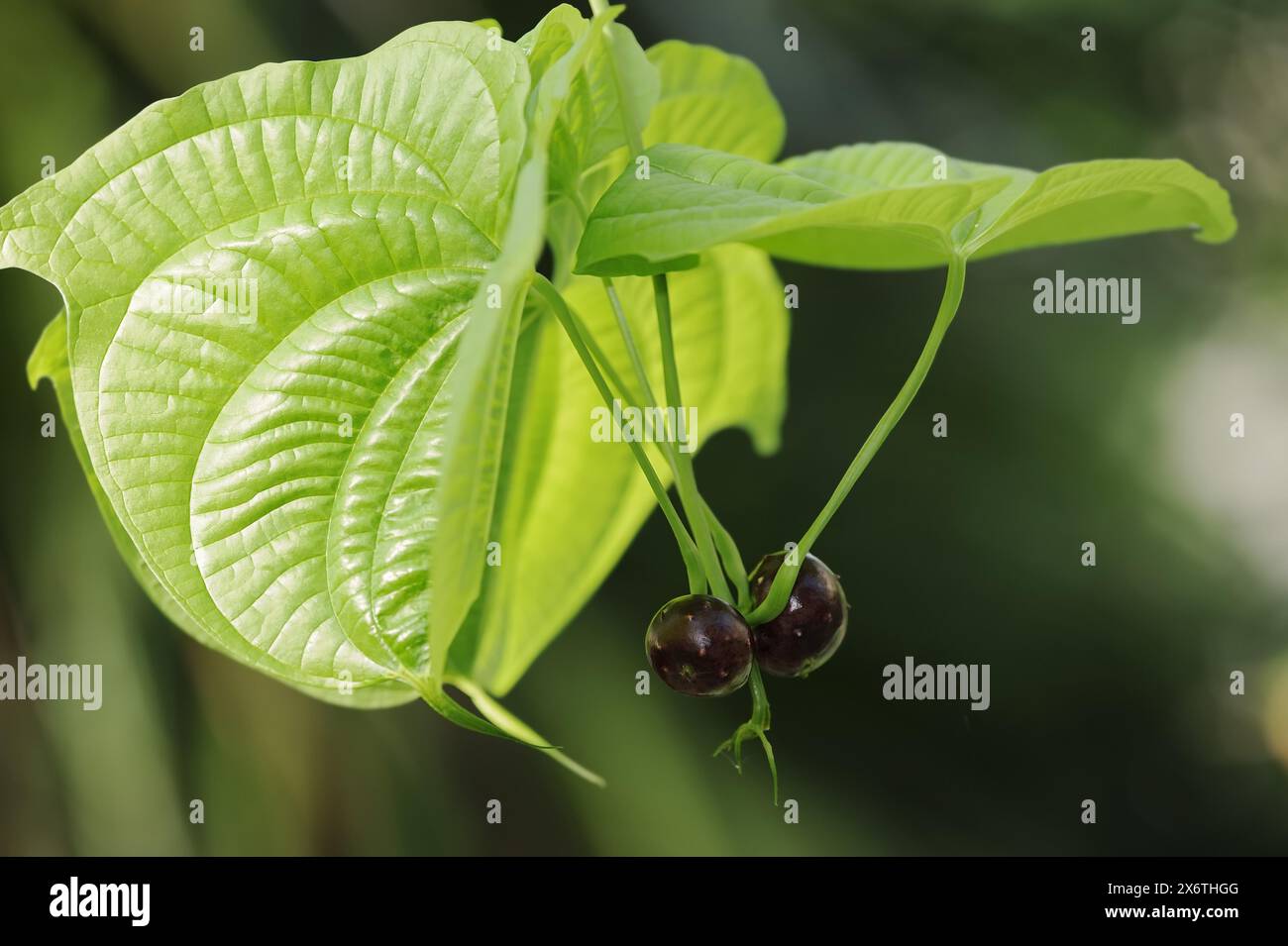 Zanzibar yam root or Zanzibar yam (Dioscorea sansibarensis), leaves and tubers Stock Photo