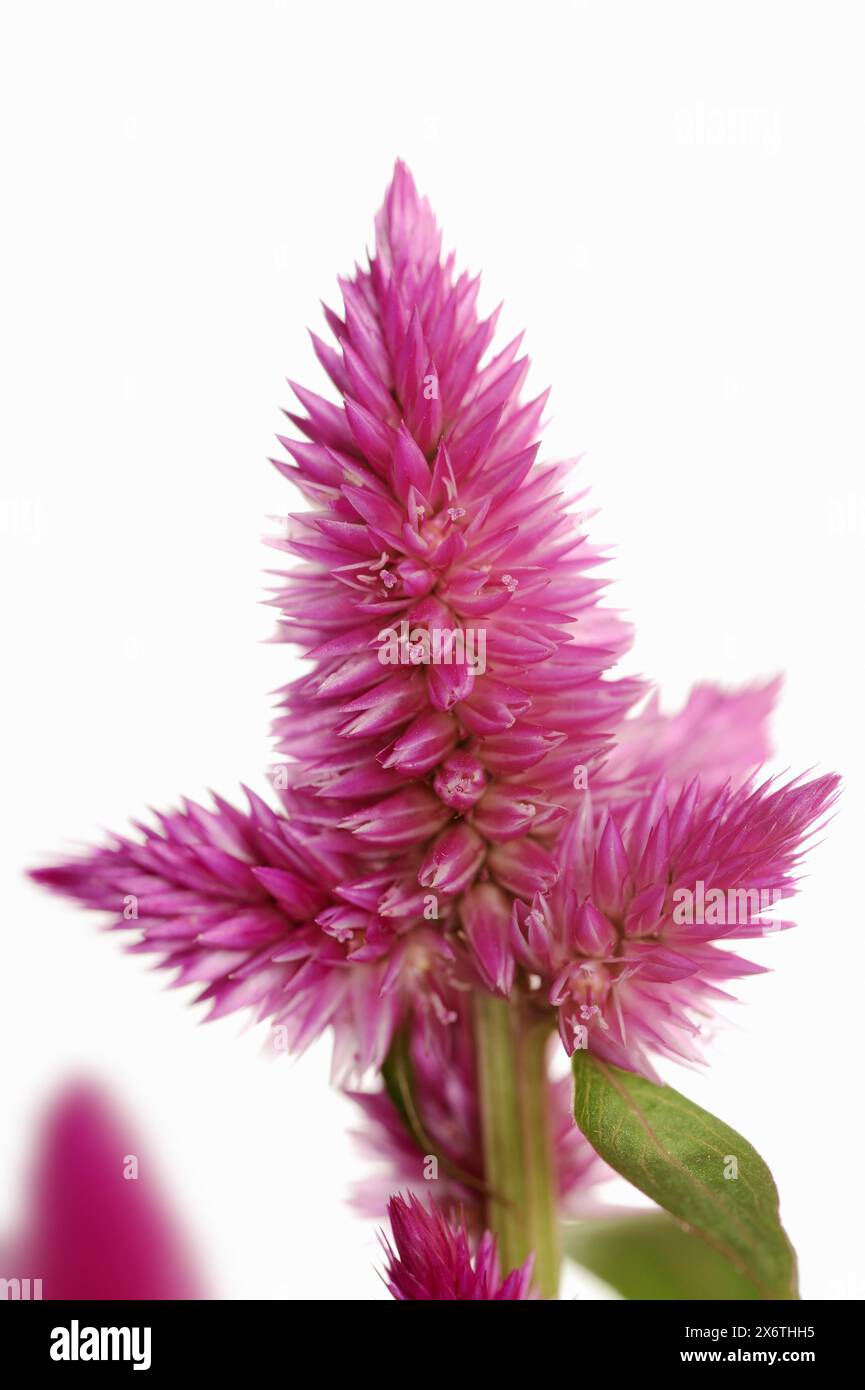 Celosia against bright background hi-res stock photography and images ...