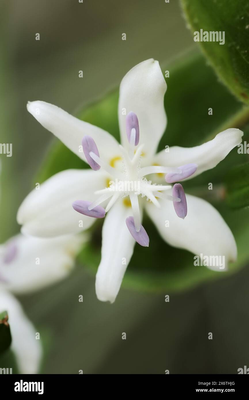 Toad lily (Tricyrtis hirta), flower, ornamental plant, North Rhine-Westphalia, Germany Stock Photo