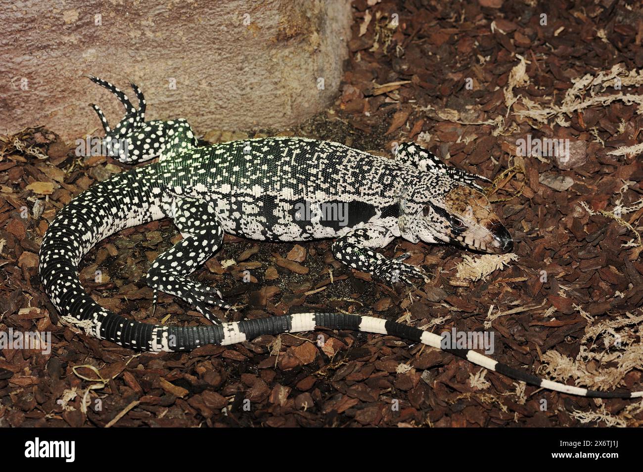 Argentine black and white tegu (Salvator merianae, Tupinambis merianae ...