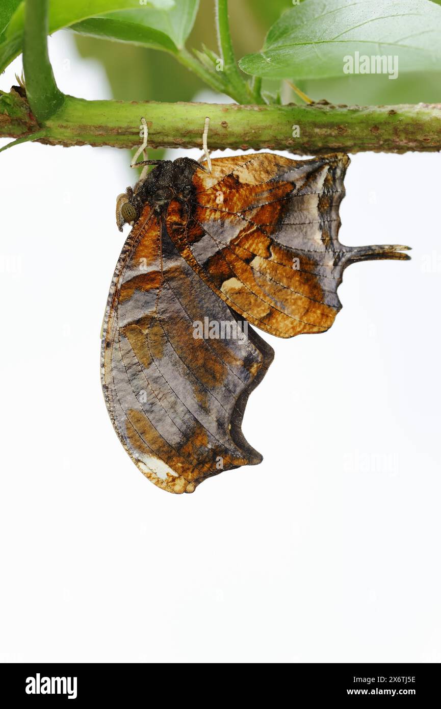 Consul Fabius Butterfly 'Tiger Leafwing' (Consul fabius) against a white background ...