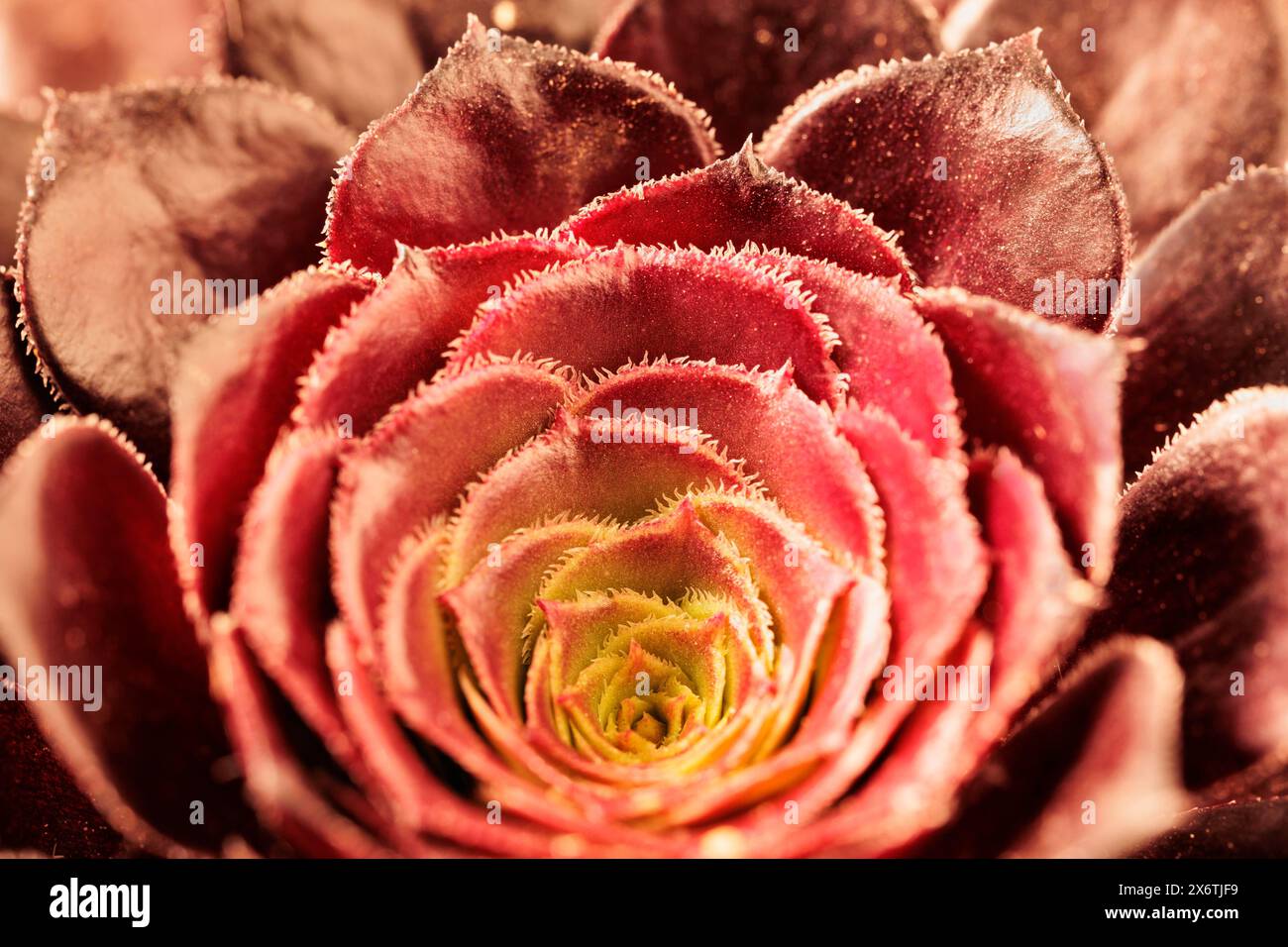 Plant of  sempervivum tectorum ,the common houseleek  with red foliage ,succulent evergreen plant Stock Photo