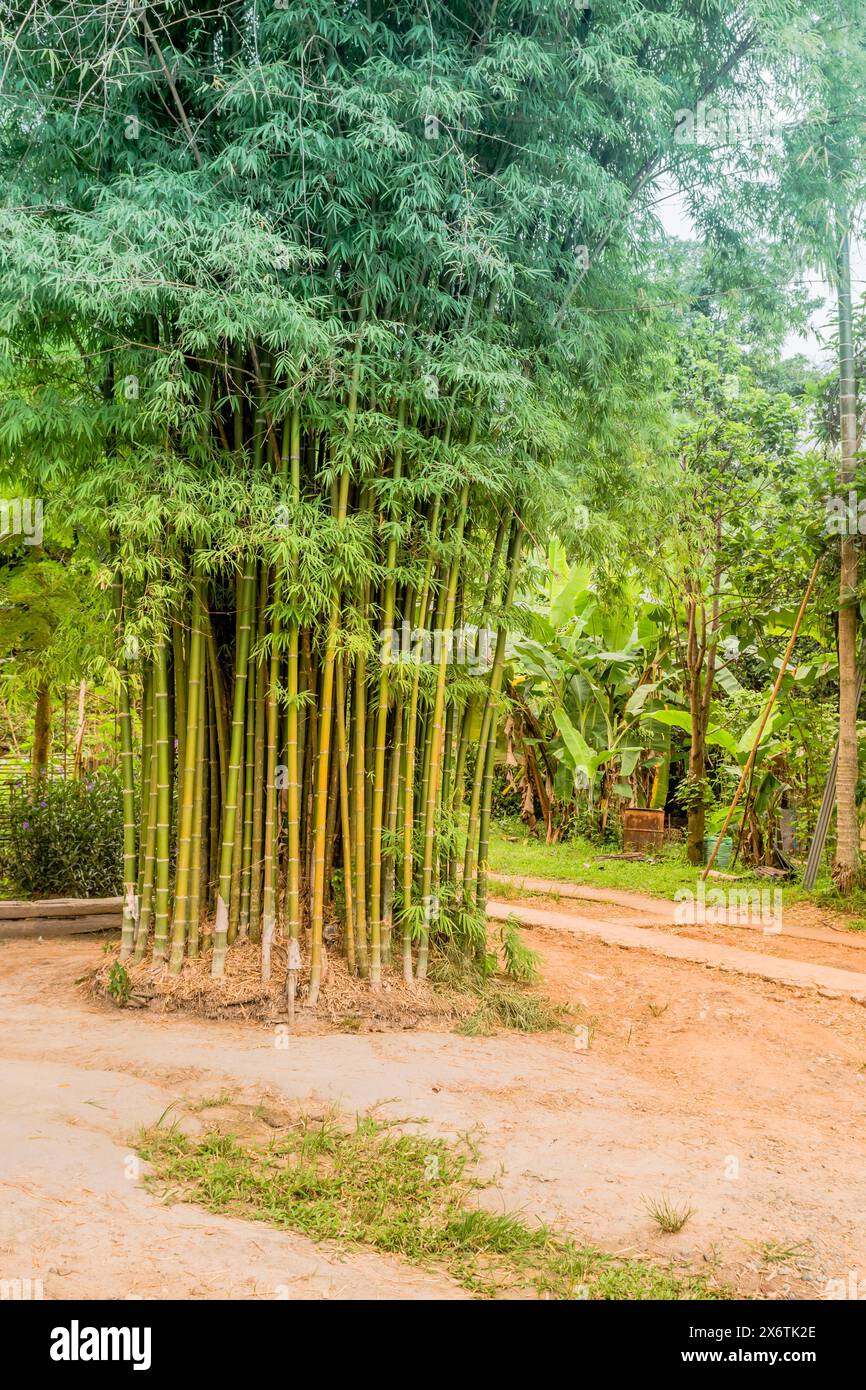 Young green bamboo trees stand next to walking path in Thai cultural