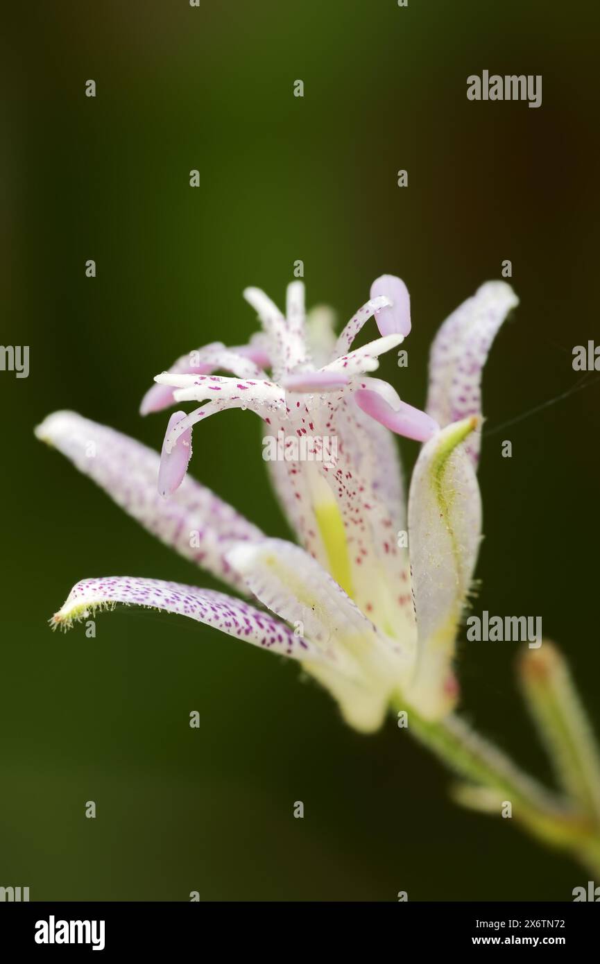 Toad lily (Tricyrtis hirta), flower, ornamental plant, North Rhine-Westphalia, Germany Stock Photo