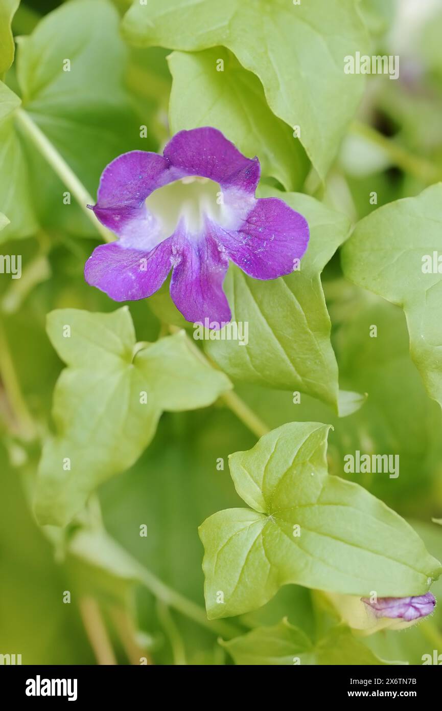 Purple Snapdragon Vine (Maurandya barclayana