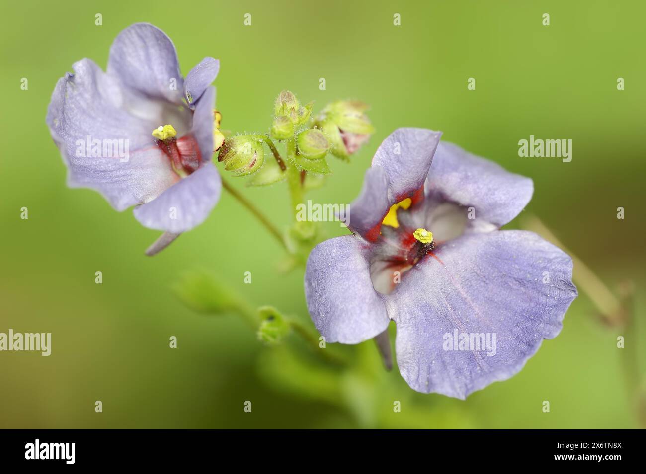 Twinspur (Diascia vigilis), flowers, native to South Africa, ornamental plant, North Rhine-Westphalia, Germany Stock Photo