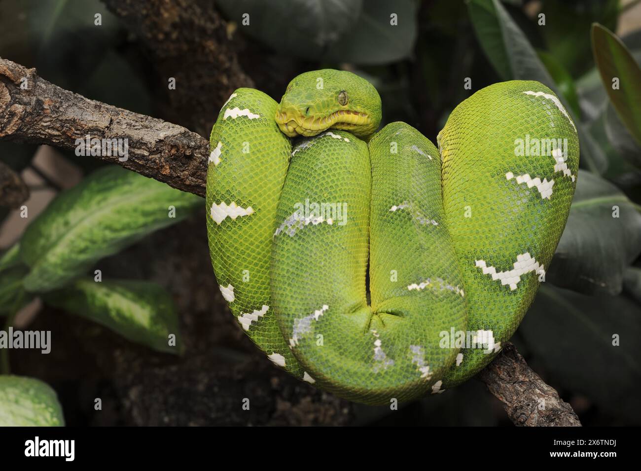 Emerald tree boa boa corallus hi-res stock photography and images - Alamy
