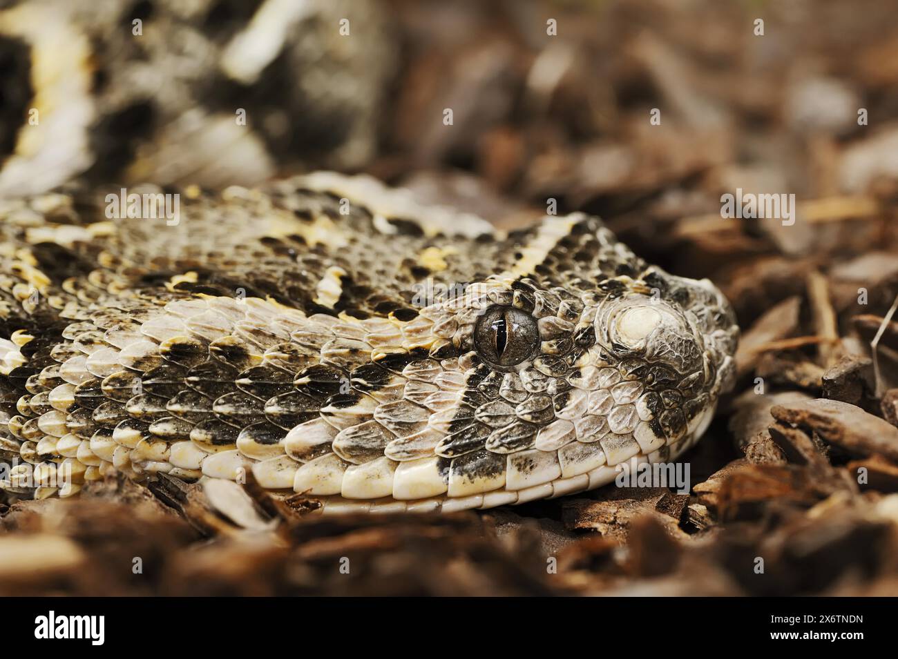 Puff adder (Bitis arietans, Bitis lachesis), captive, occurring in ...