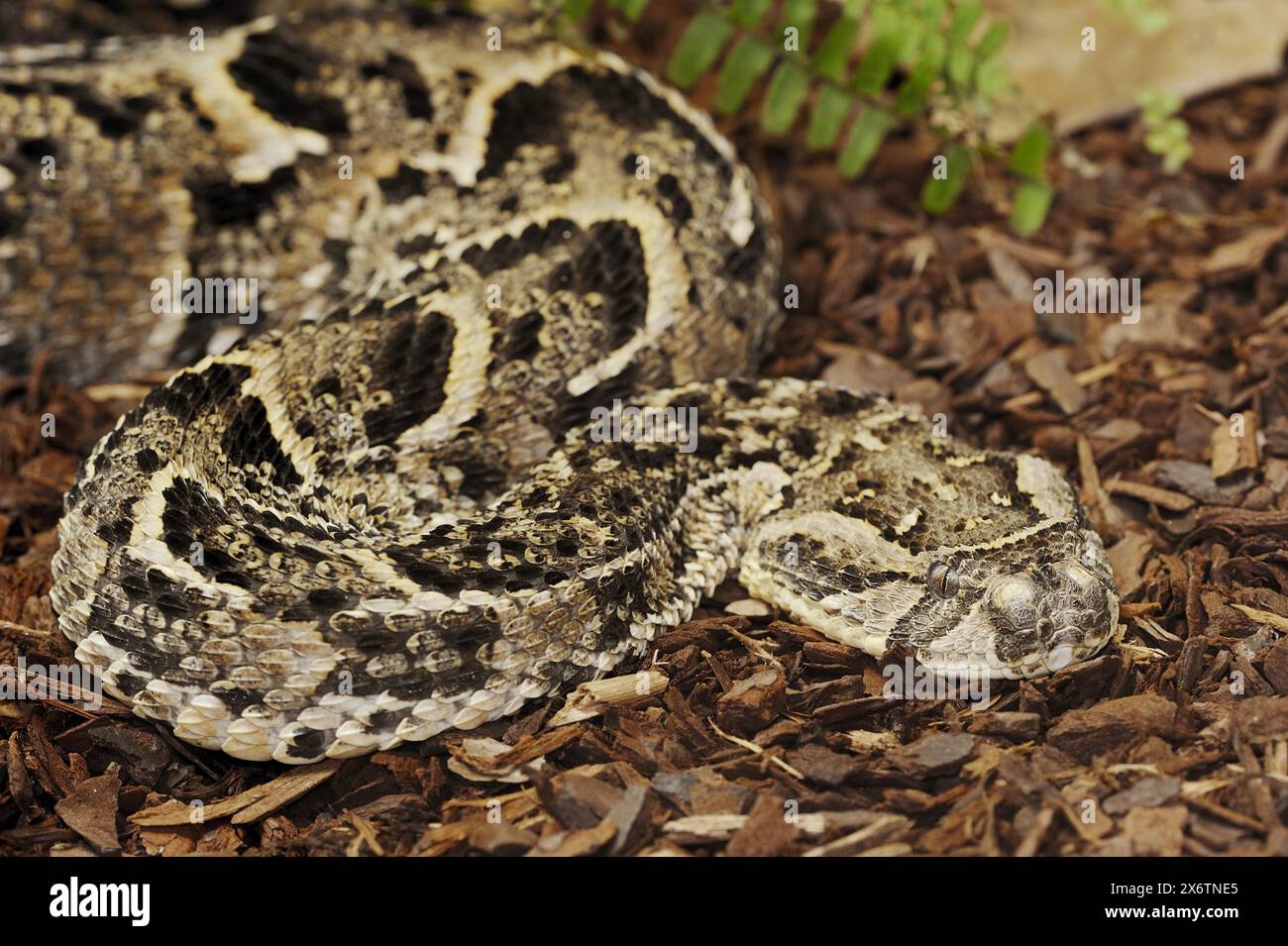 Puff adder (Bitis arietans, Bitis lachesis), captive, occurring in ...