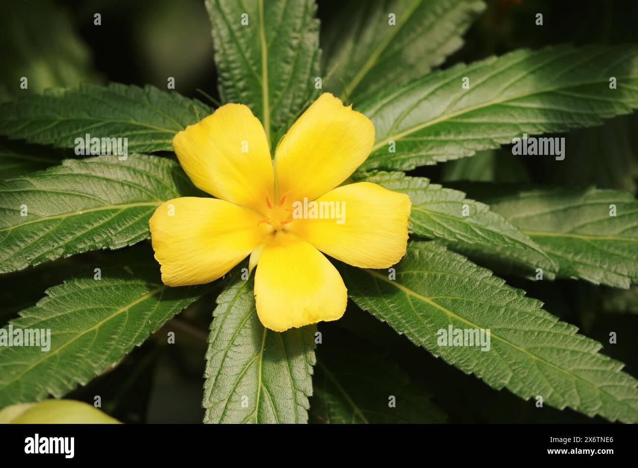 Large-leaved damiana (Turnera ulmifolia), flower, native to Central America Stock Photo