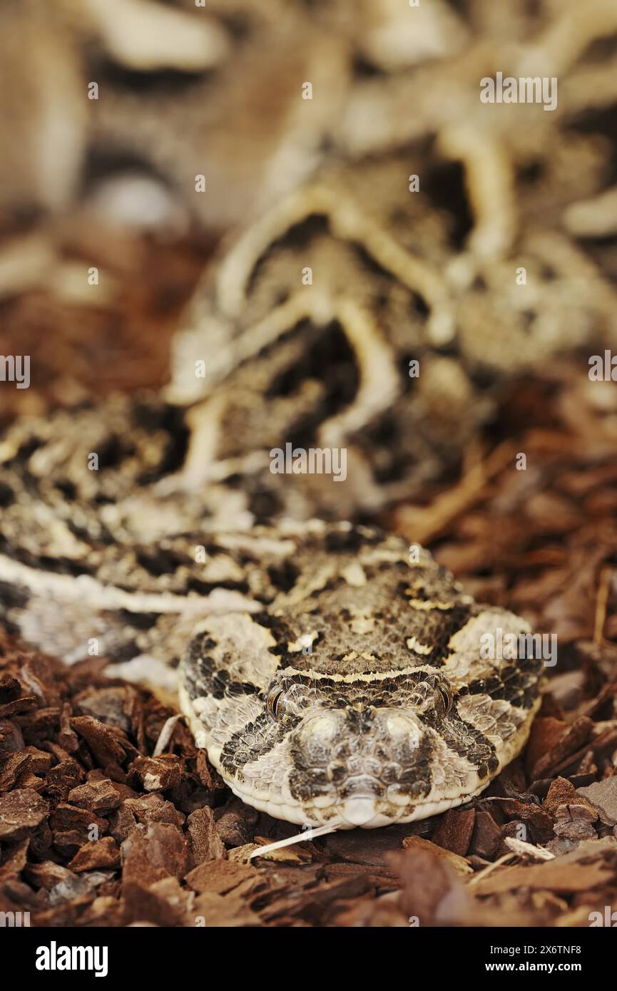 Puff adder (Bitis arietans, Bitis lachesis), captive, occurring in ...