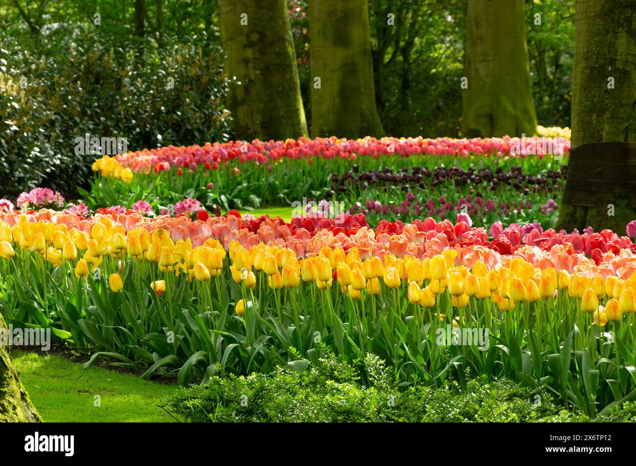 Bunch of flowers. Keukenhof Park in the Netherlands Stock Photo - Alamy