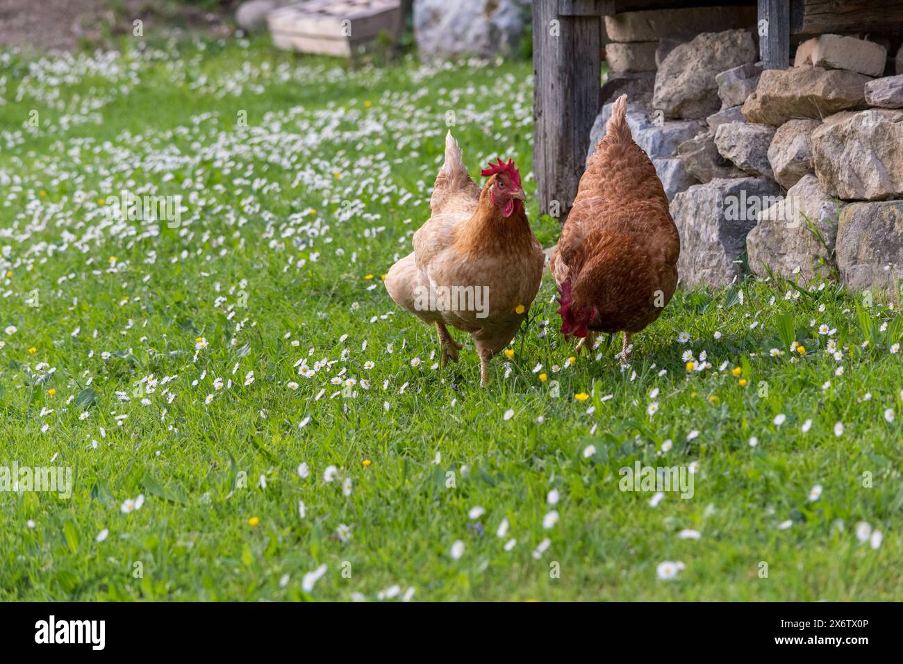 Laying hens (Gallus gallus domesticus) free range in the green meadow while grazing. Stock Photo