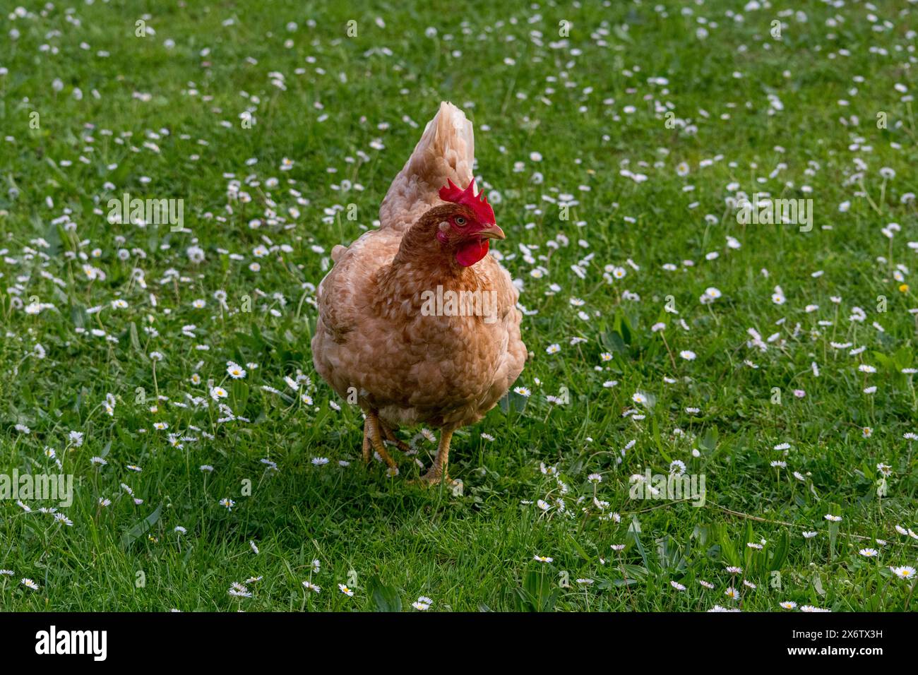Laying hens (Gallus gallus domesticus) free range in the green meadow while grazing. Stock Photo
