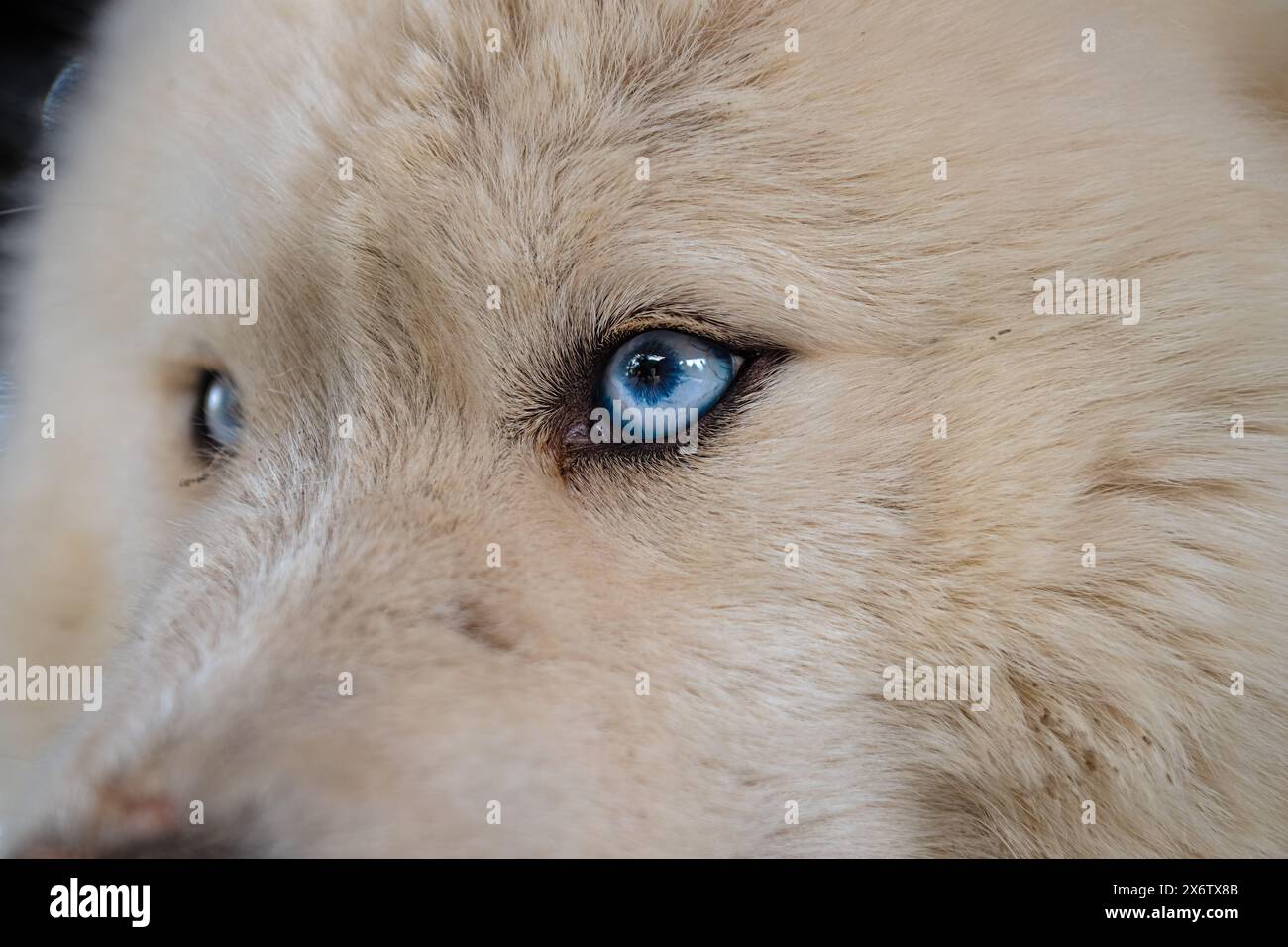 Wolf with blue eye hires stock photography and images Alamy