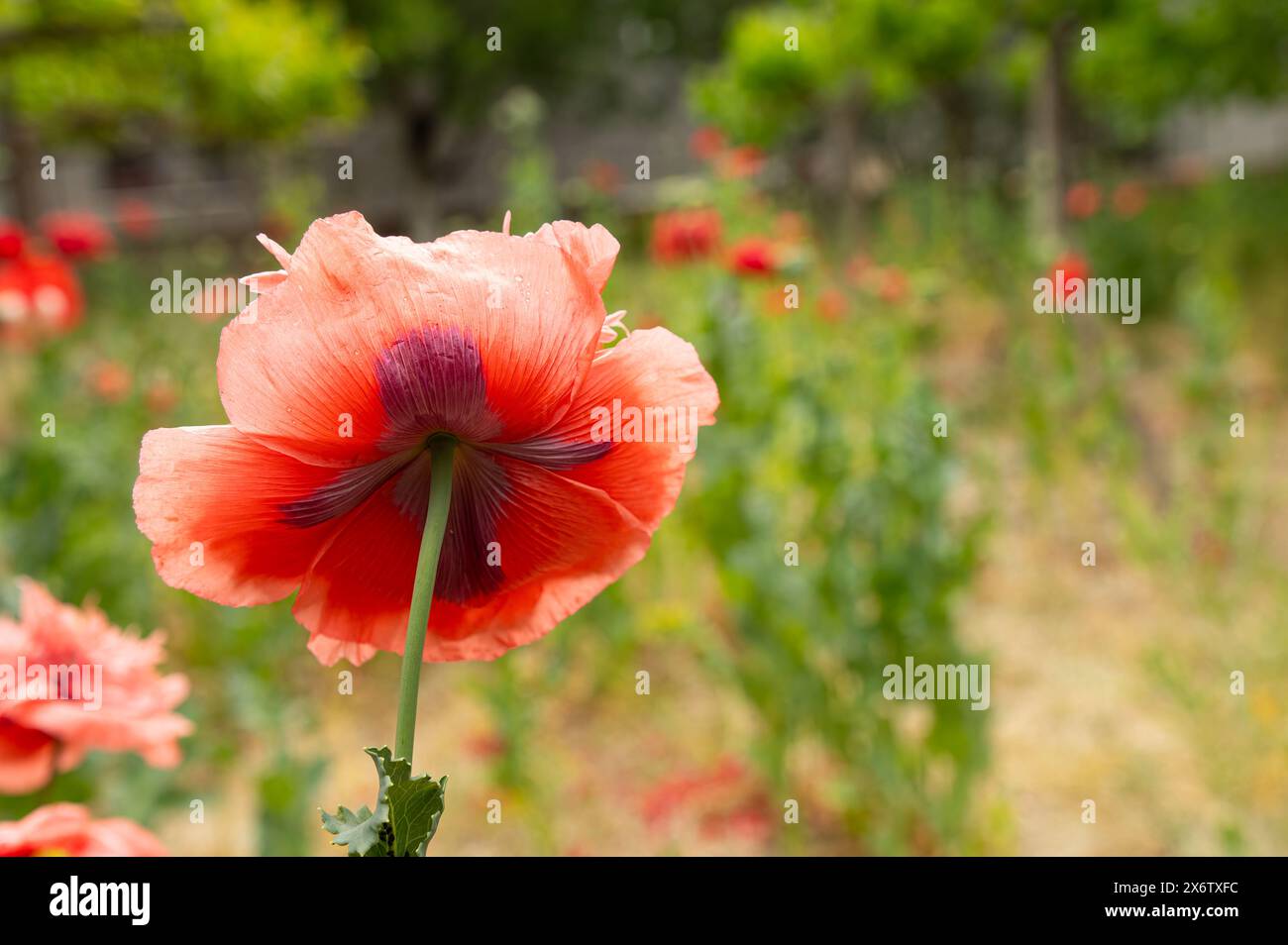 Hand drawn orange flower hi-res stock photography and images - Alamy