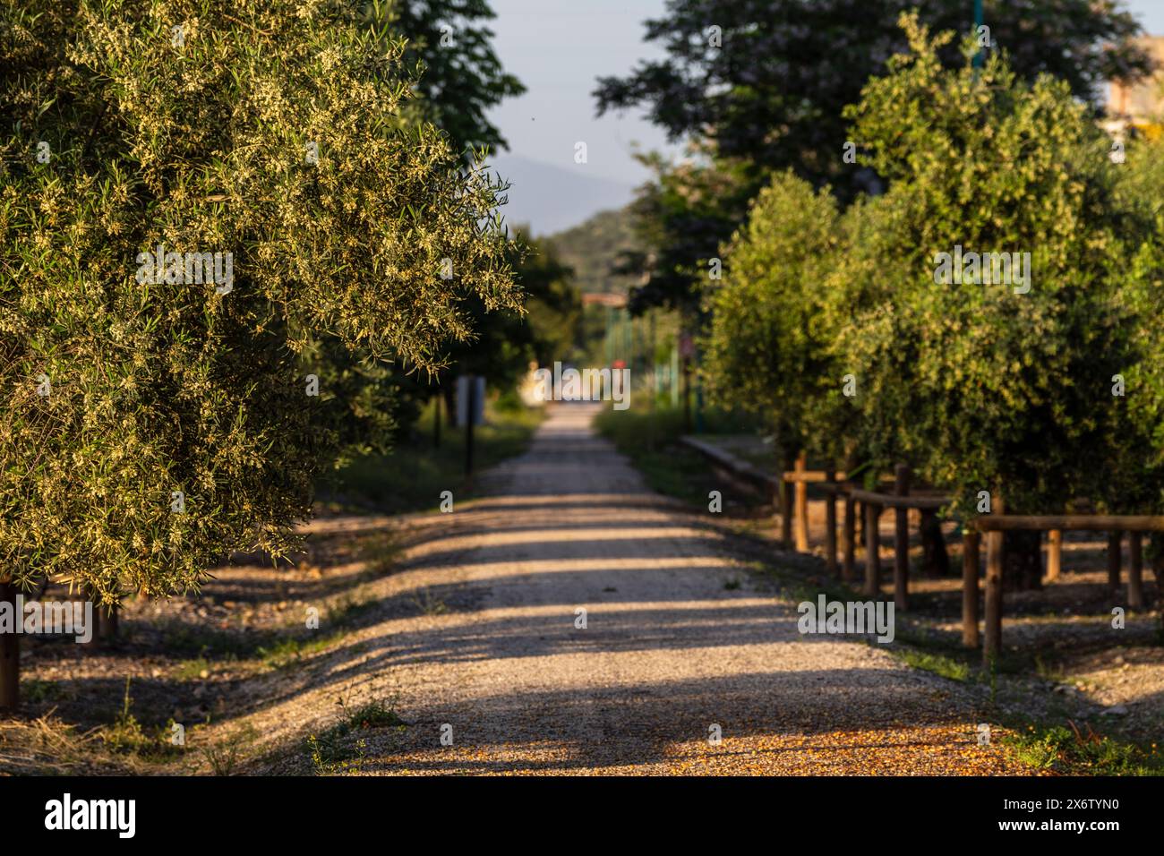 Greenway of Oil Natural Trail, Alcaudete, Jaén province, Andalusia, Spain. Stock Photo