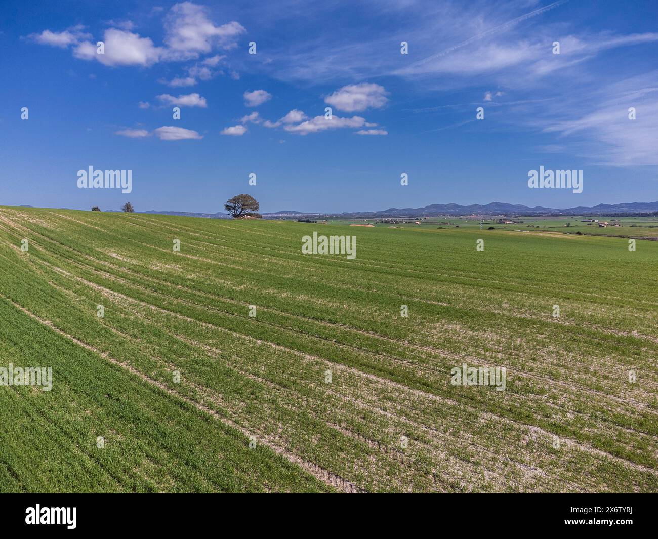 cereal cultivation field between Villafranca de Bonany and Porreres, Majorca, Balearic Islands, Spain. Stock Photo