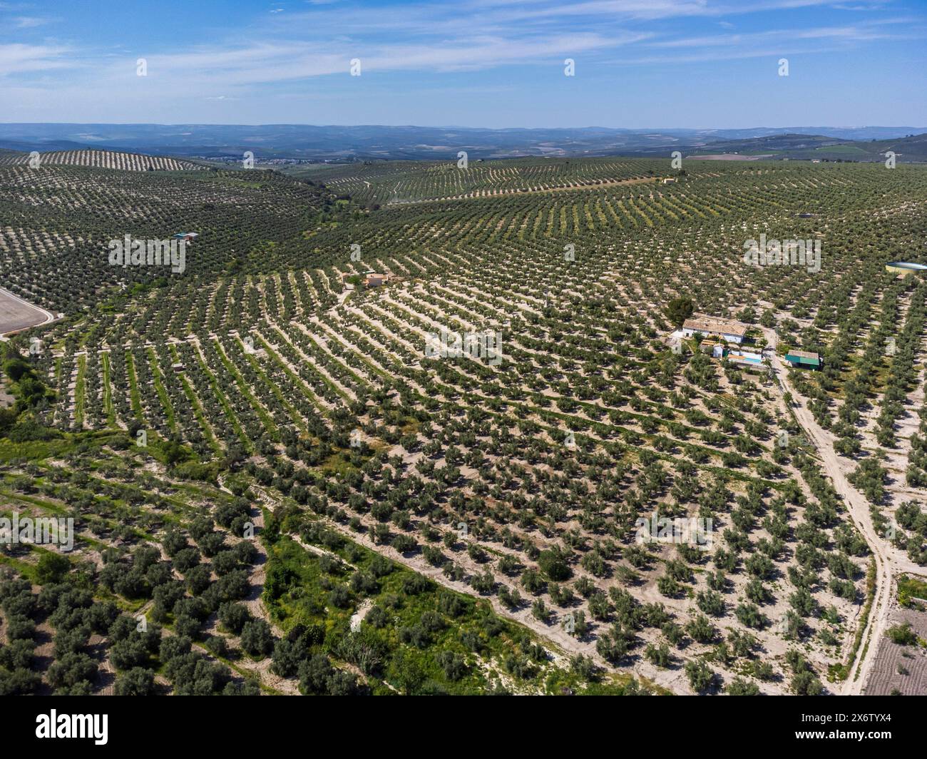 sea of olive trees , Quesada, Natural Park of the Sierras de Cazorla, Segura and Las Villas, Jaén province, Andalusia, Spain. Stock Photo