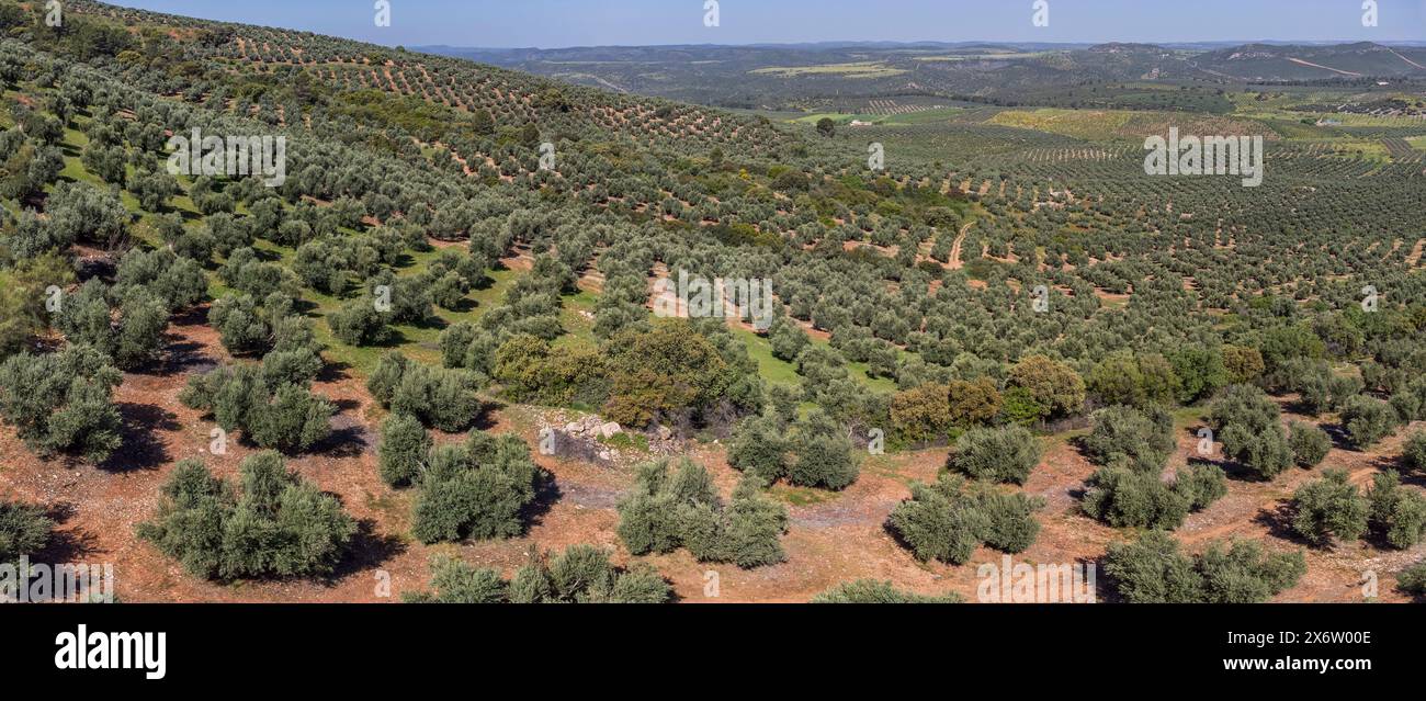 large extension of olive groves for oil production, near the town Puertas de Segura, Jaén province, Andalusia, Spain. Stock Photo