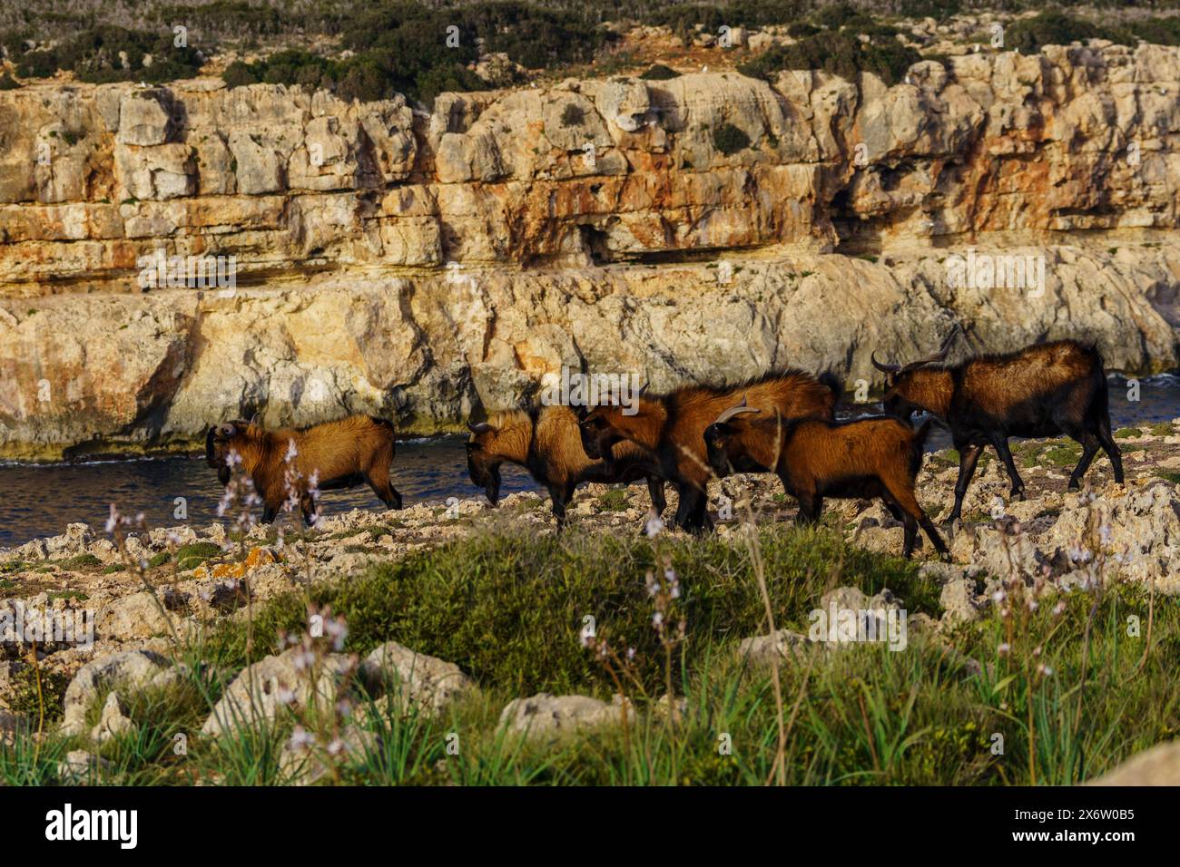 Majorcan goat, Cala Pilota, Manacor, Mallorca, Balearic Islands, Spain. Stock Photo