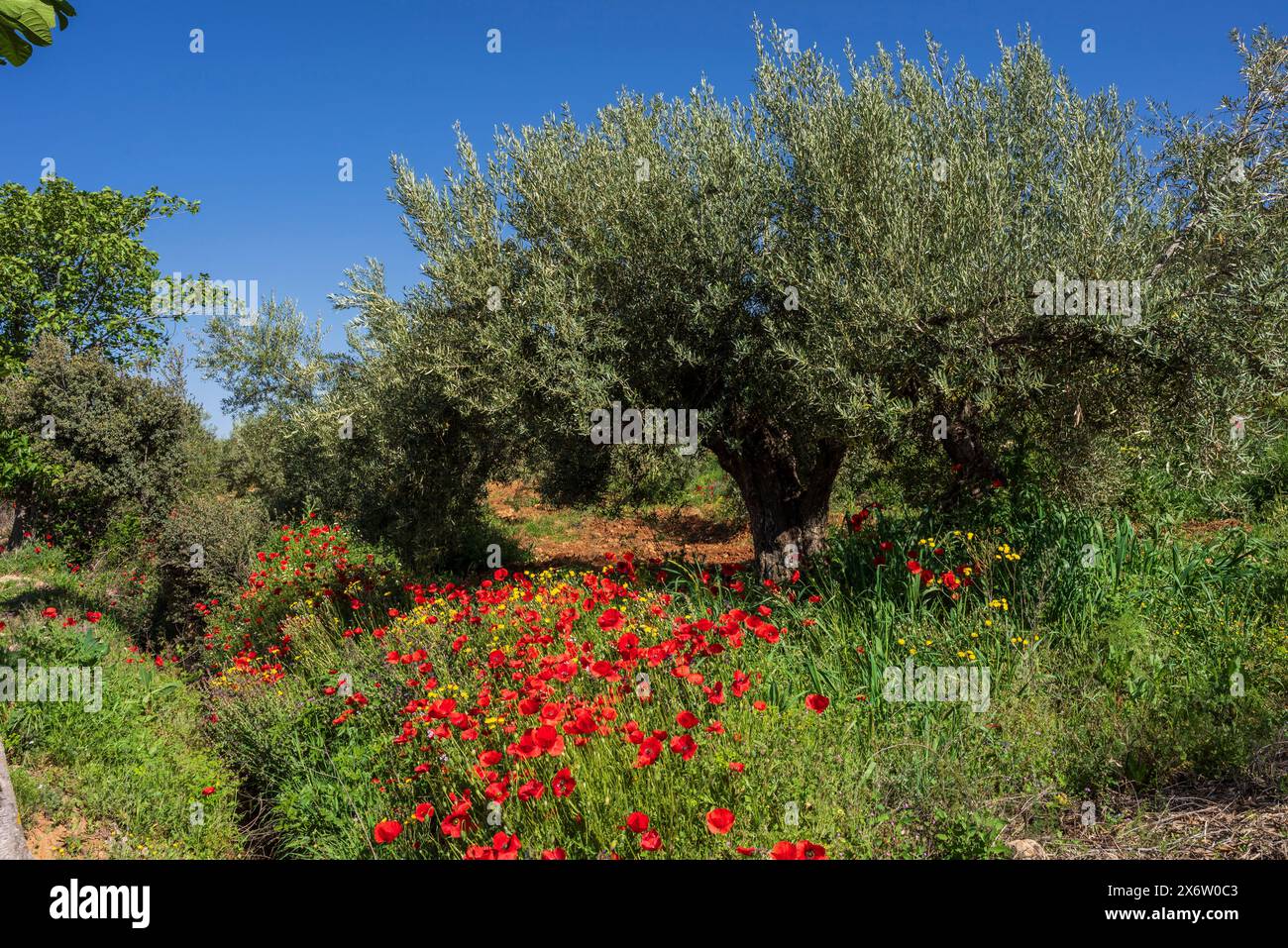 poppies in the olive grove, Salobre village, Sierra de Alcaraz, Albacete province, Castilla-La Mancha, Spain. Stock Photo