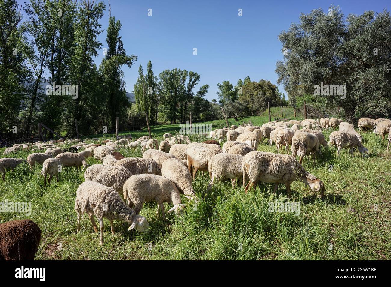 flock of sheep grazing, Sierra de Segura region, Jaén province, Andalusia, Spain. Stock Photo