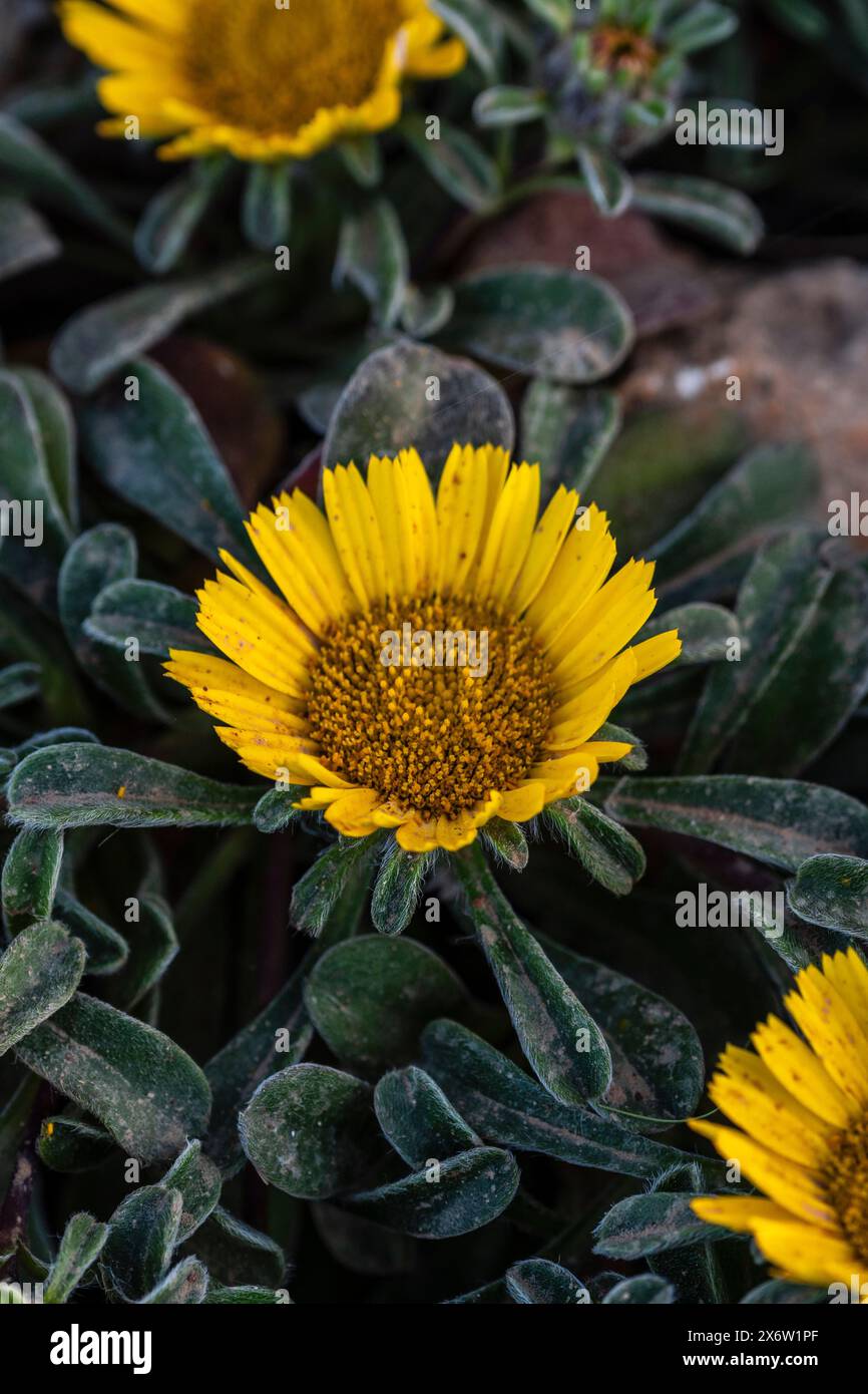 pallenis maritima (L.) Greuter, 1997, yellow flower on the coast, Cala Rafalino, Manacor, Mallorca, Balearic Islands, Spain. Stock Photo