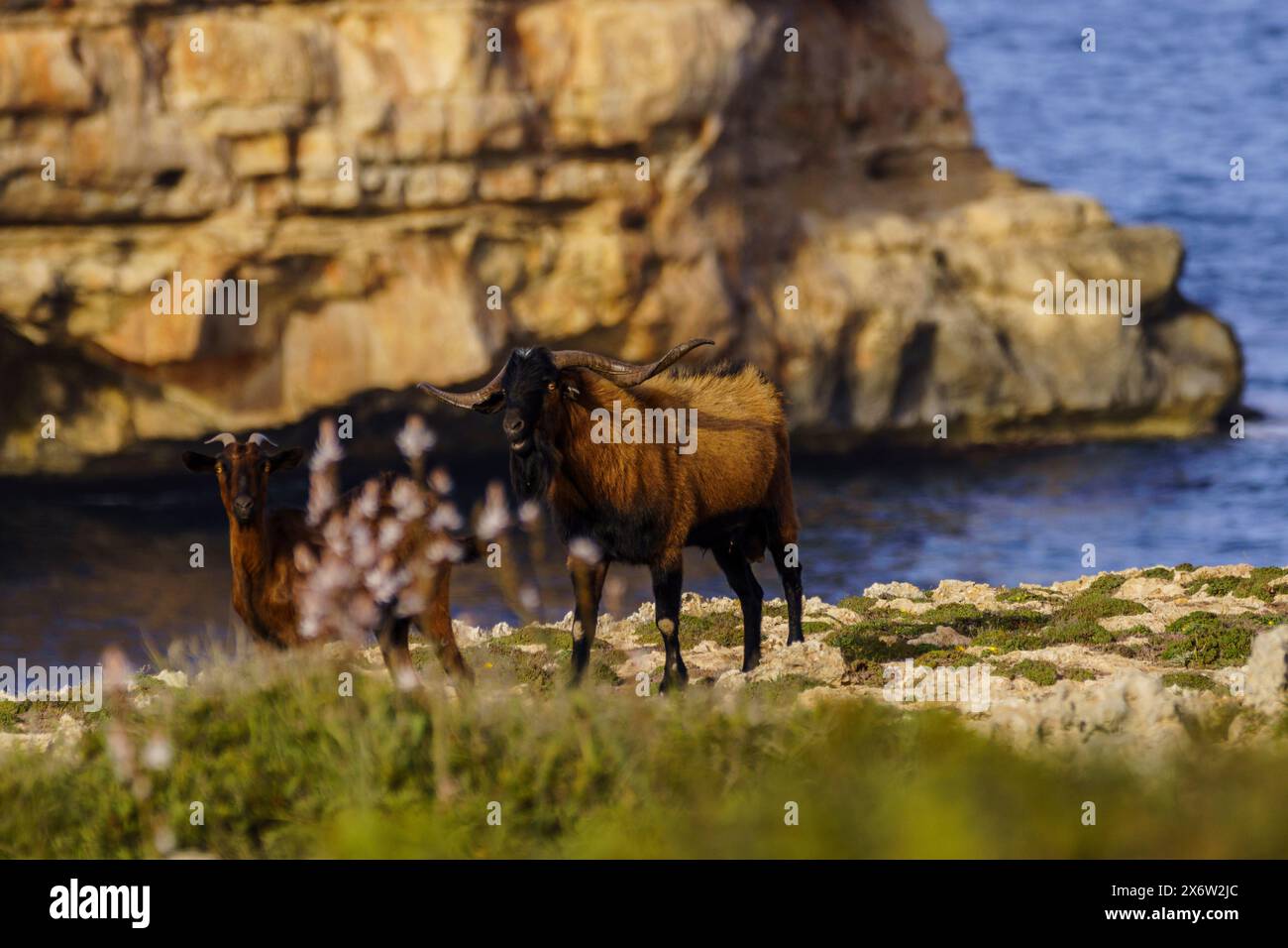 Majorcan goat, Cala Pilota, Manacor, Mallorca, Balearic Islands, Spain. Stock Photo