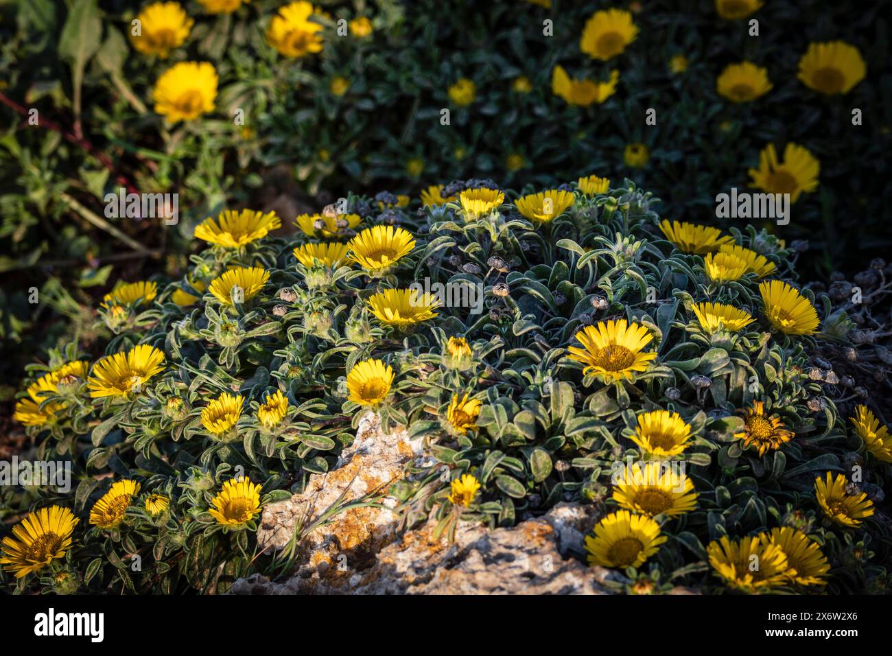 pallenis maritima (L.) Greuter, 1997, yellow flower on the coast, Cala Rafalino, Manacor, Mallorca, Balearic Islands, Spain. Stock Photo
