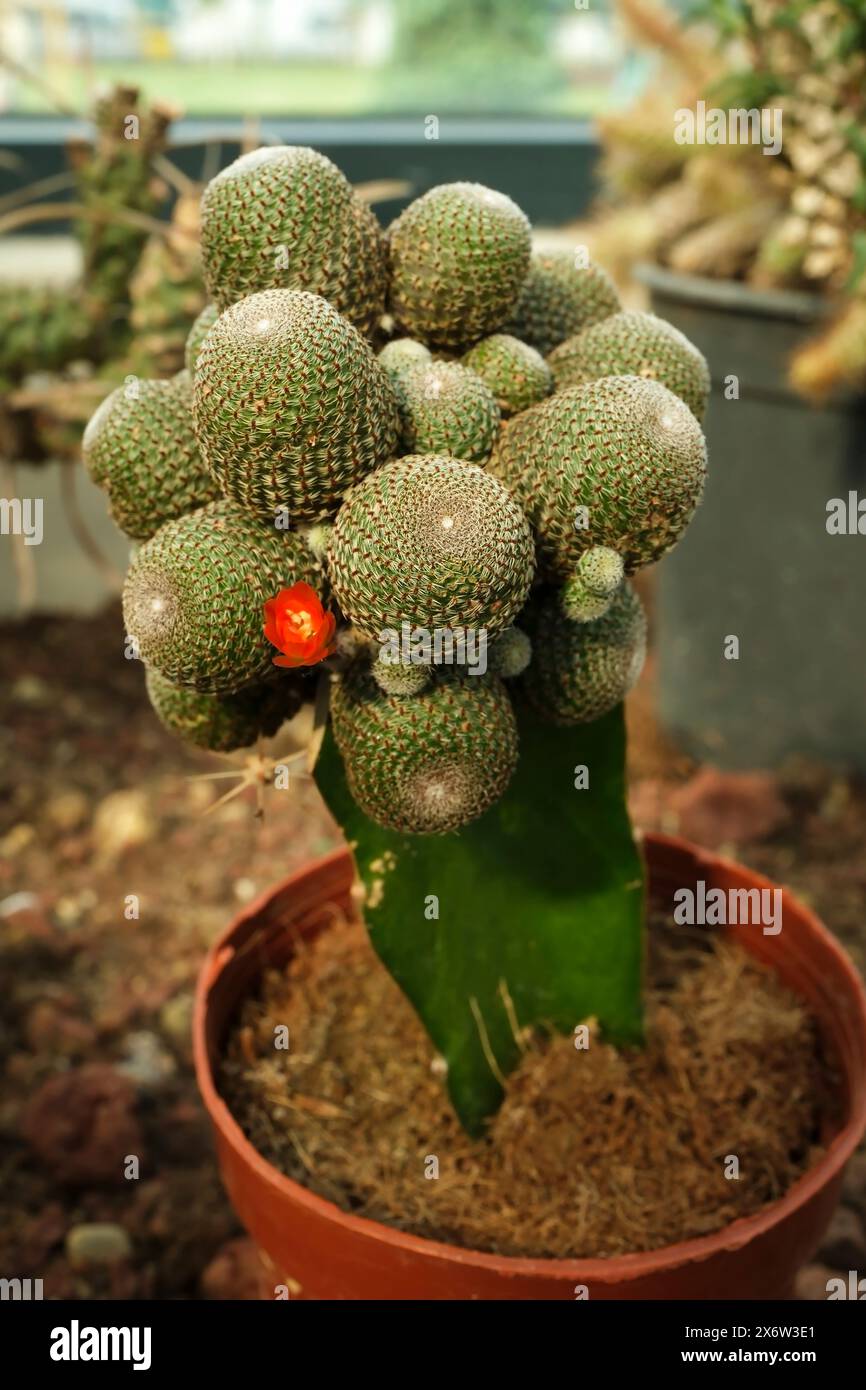 An exotic succulent, rebutia aylostera heliosa , close-up photo Stock Photo