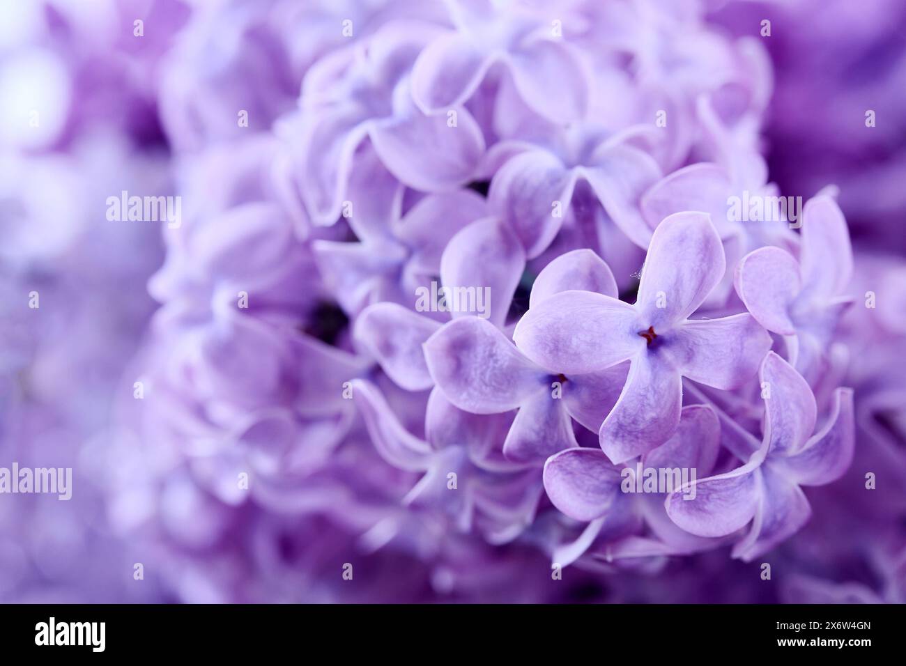 Detailed blooms hi-res stock photography and images - Alamy