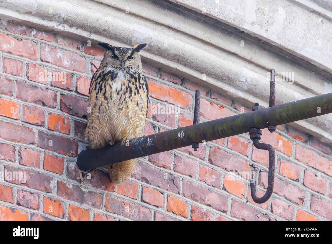 An eurasian eagle-owl Stock Photo