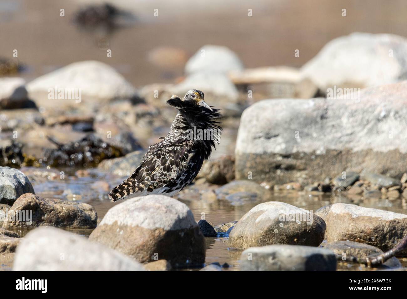 Ruff In A male ruff in Finlad Stock Photo - Alamy