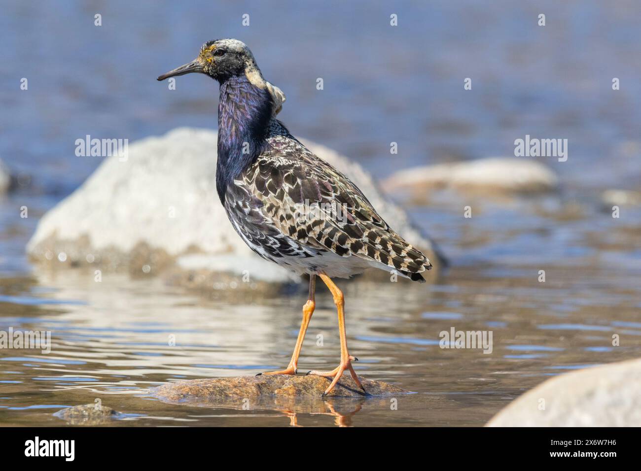 A male ruff in Finlad Stock Photo