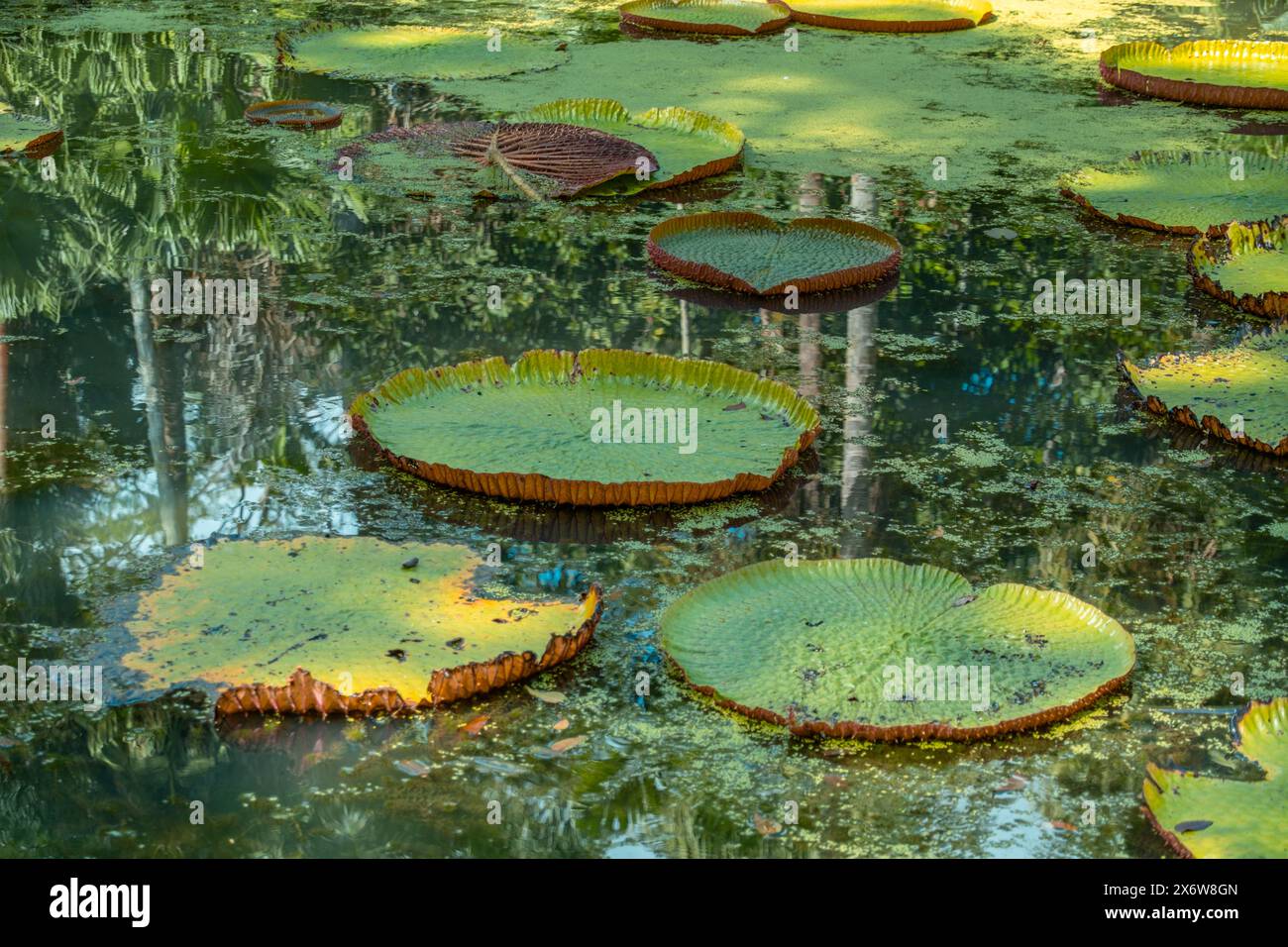 Pamplemousse botanical gardens in Mauritius Stock Photo