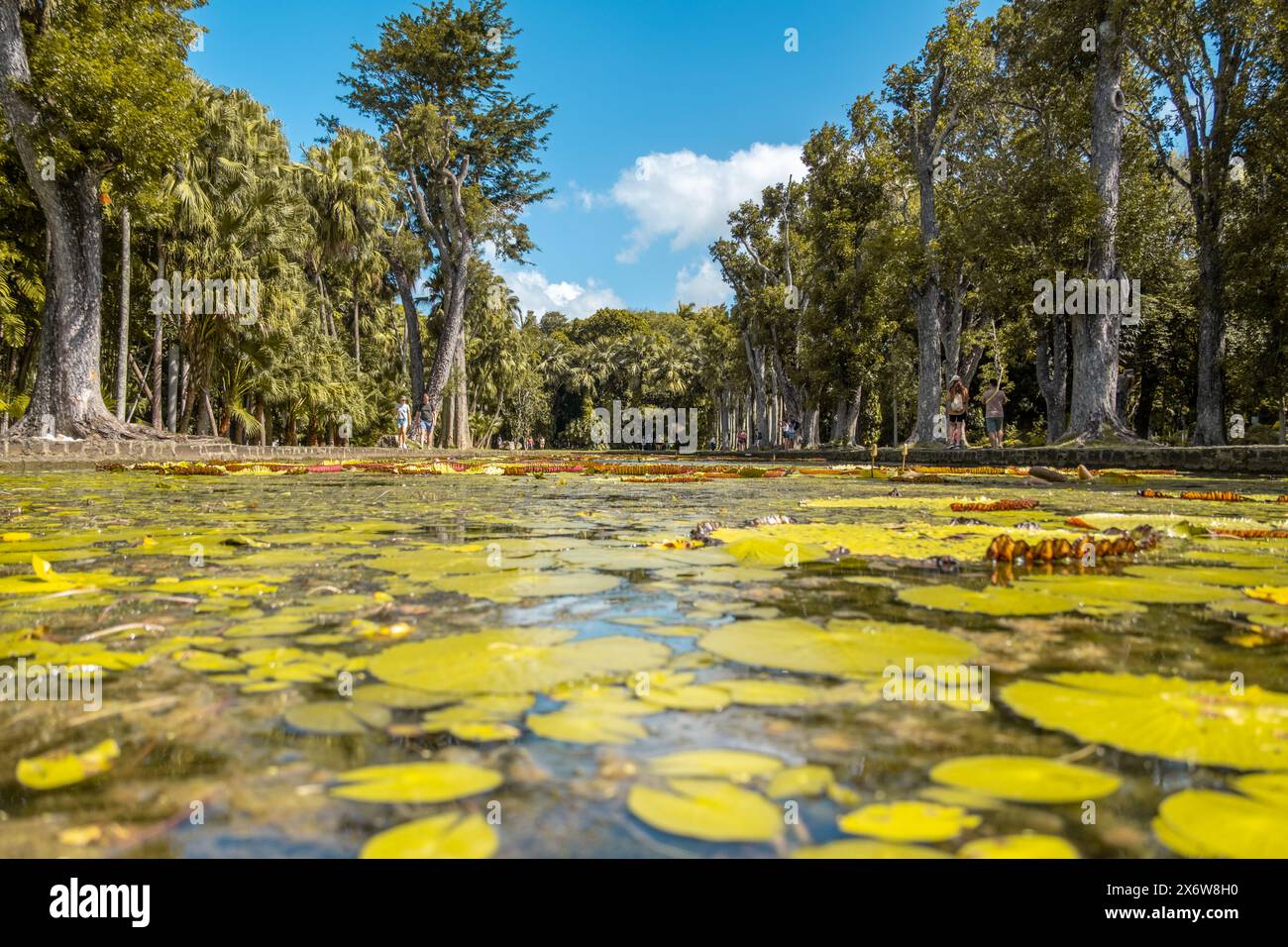 Pamplemousse botanical gardens in Mauritius Stock Photo
